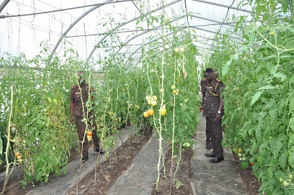 The Ho Central Prison greenhouse farm The Ho Central Prison greenhouse farm